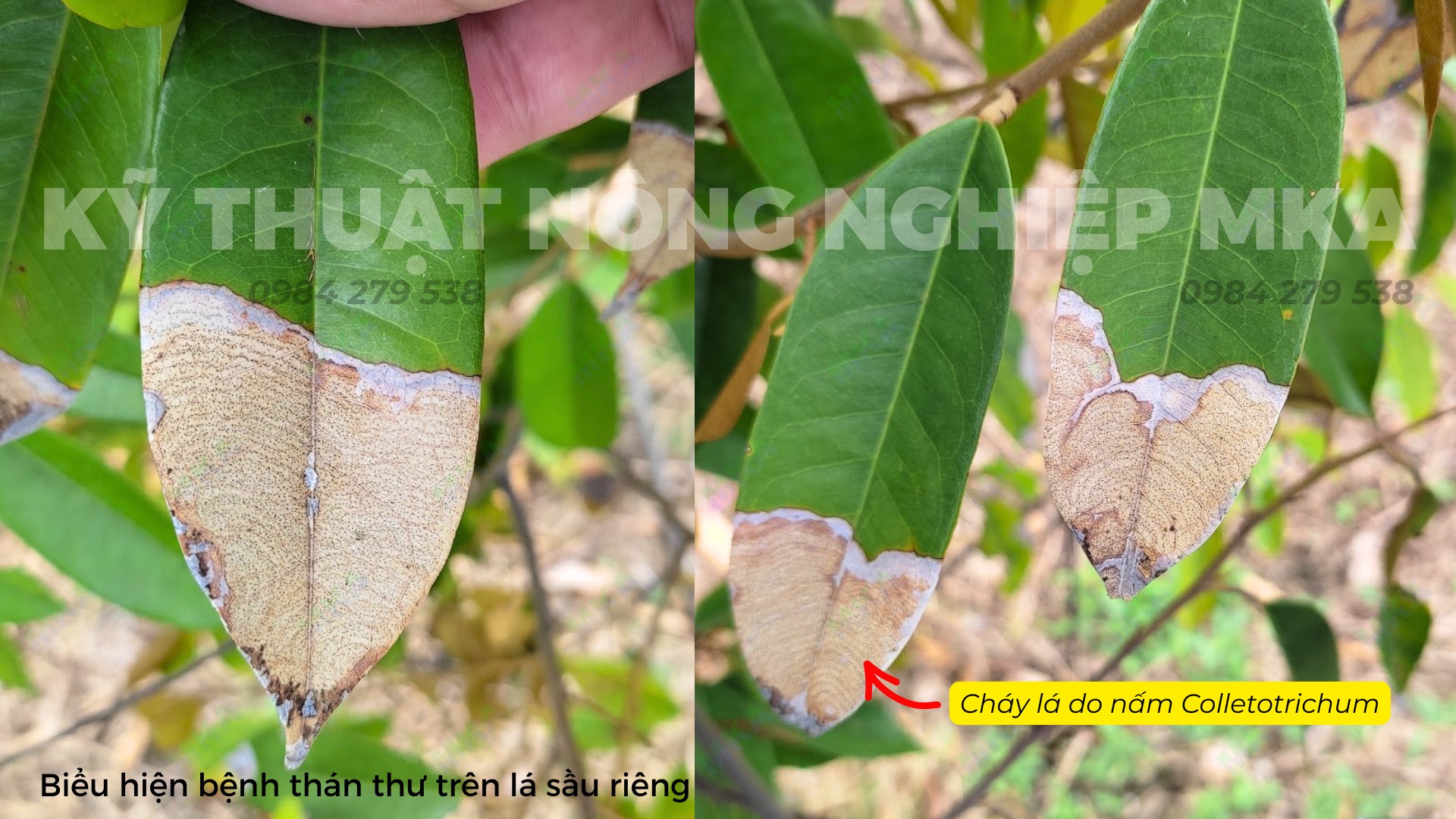 Bệnh thán thư biểu hiện trên lá sầu riêng